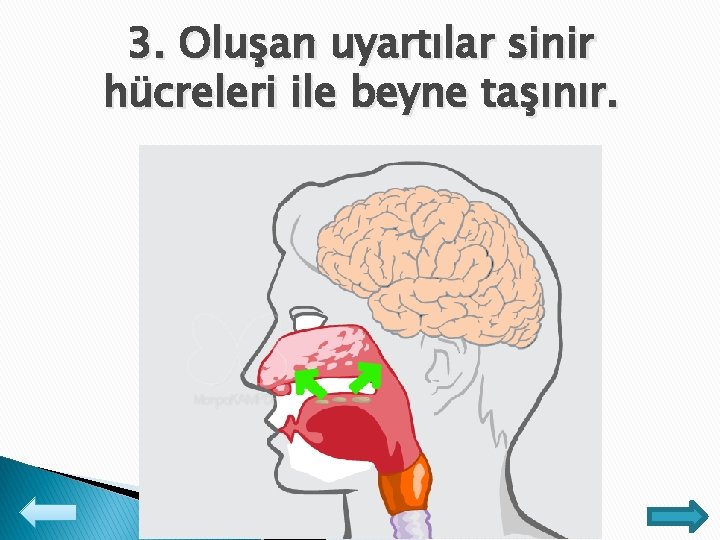 3. Oluşan uyartılar sinir hücreleri ile beyne taşınır. 