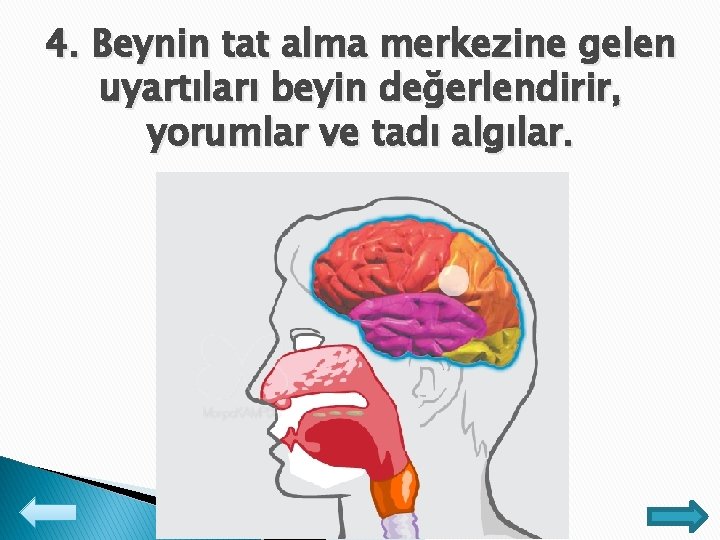 4. Beynin tat alma merkezine gelen uyartıları beyin değerlendirir, yorumlar ve tadı algılar. 