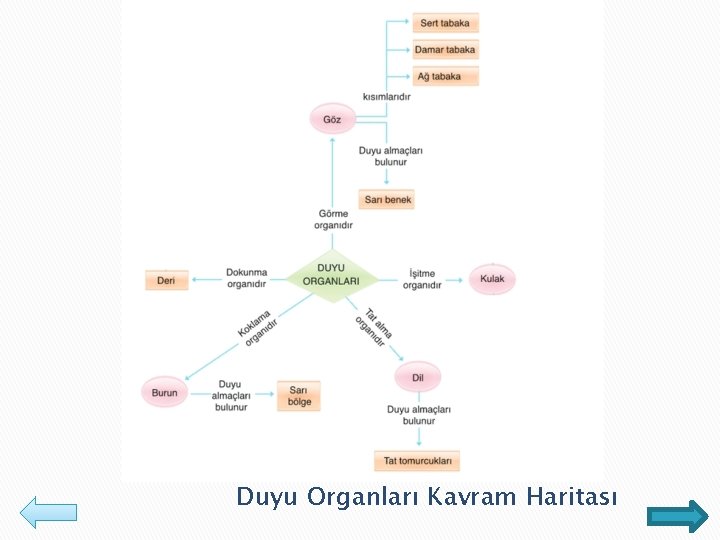 Duyu Organları Kavram Haritası 