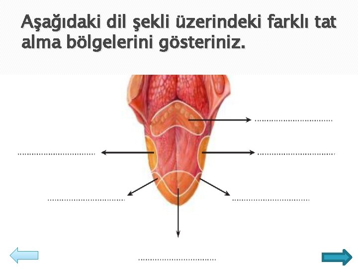 Aşağıdaki dil şekli üzerindeki farklı tat alma bölgelerini gösteriniz. 