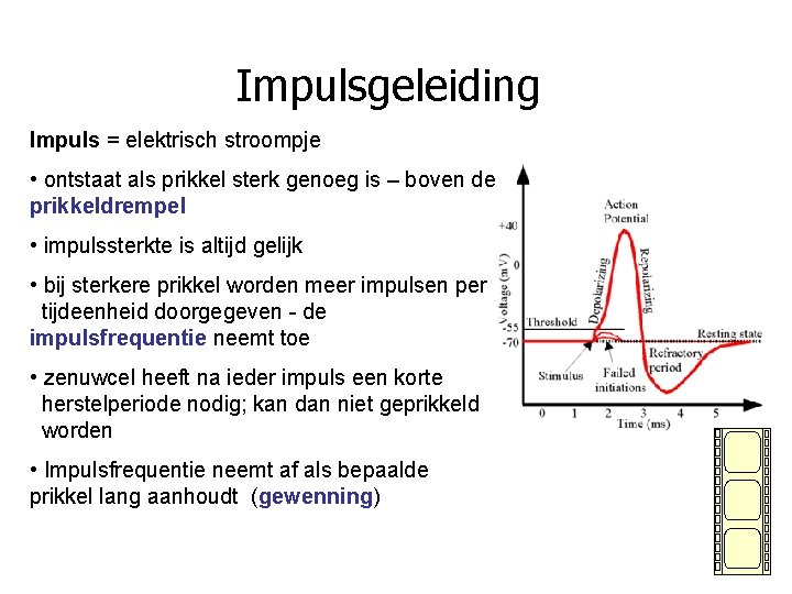 Impulsgeleiding Impuls = elektrisch stroompje • ontstaat als prikkel sterk genoeg is – boven
