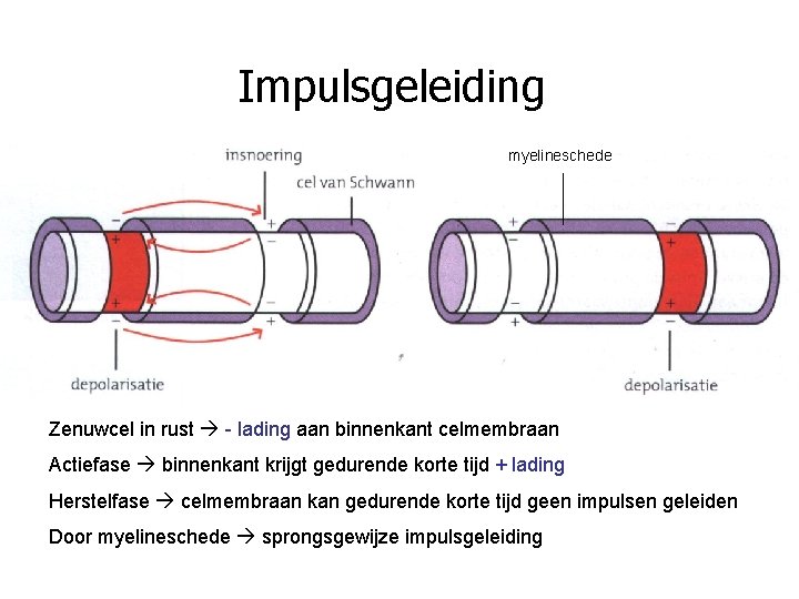 Impulsgeleiding myelineschede Zenuwcel in rust - lading aan binnenkant celmembraan Actiefase binnenkant krijgt gedurende