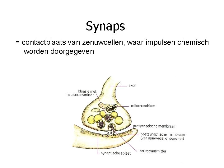 Synaps = contactplaats van zenuwcellen, waar impulsen chemisch worden doorgegeven 