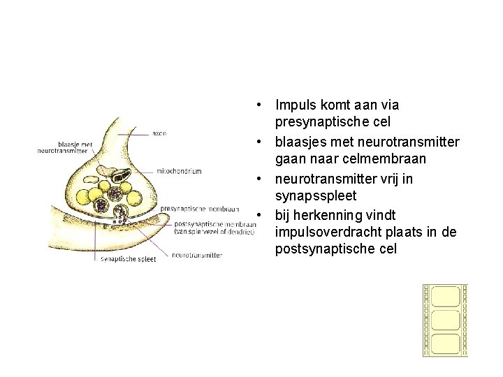  • Impuls komt aan via presynaptische cel • blaasjes met neurotransmitter gaan naar