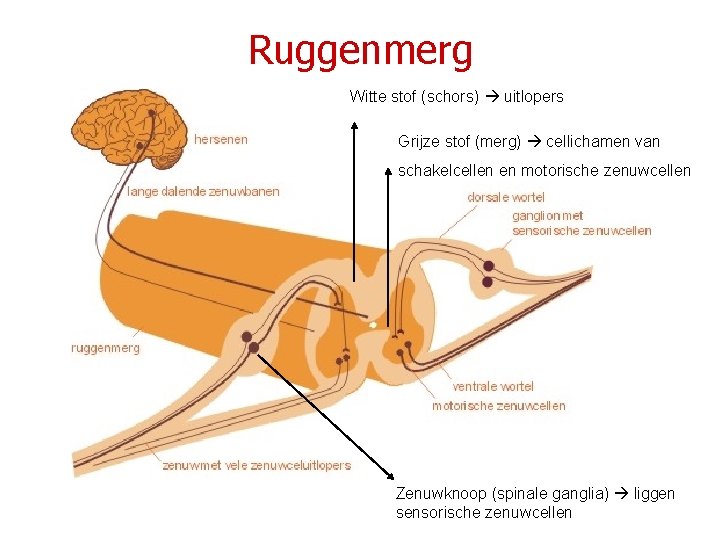 Ruggenmerg Witte stof (schors) uitlopers Grijze stof (merg) cellichamen van schakelcellen en motorische zenuwcellen