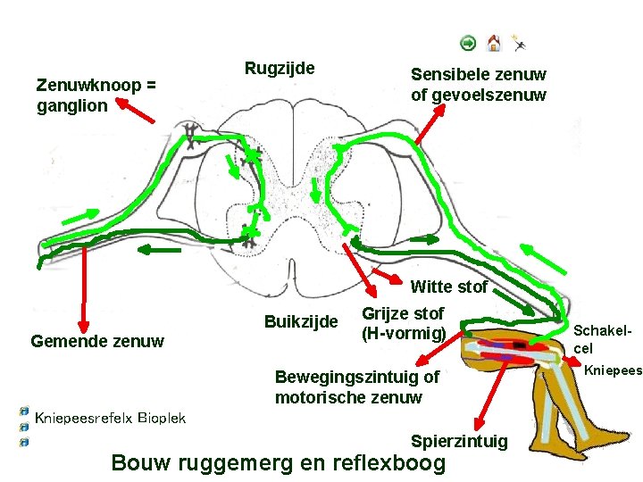 Zenuwknoop = ganglion Rugzijde Sensibele zenuw of gevoelszenuw Witte stof Buikzijde Gemende zenuw Grijze