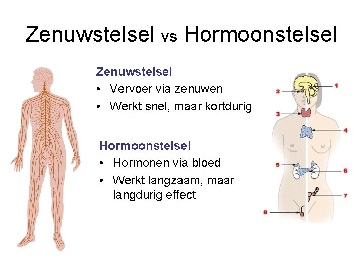 Zenuwstelsel vs Hormoonstelsel Zenuwstelsel • Vervoer via zenuwen • Werkt snel, maar kortdurig Hormoonstelsel