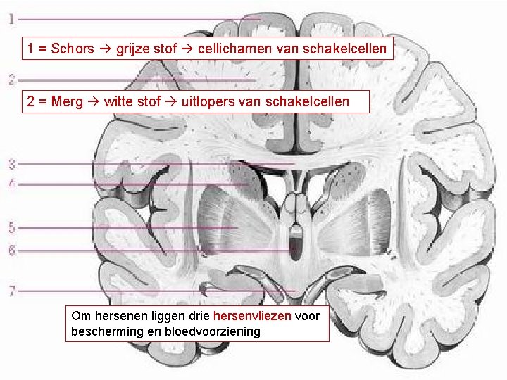 1 = Schors grijze stof cellichamen van schakelcellen 2 = Merg witte stof uitlopers