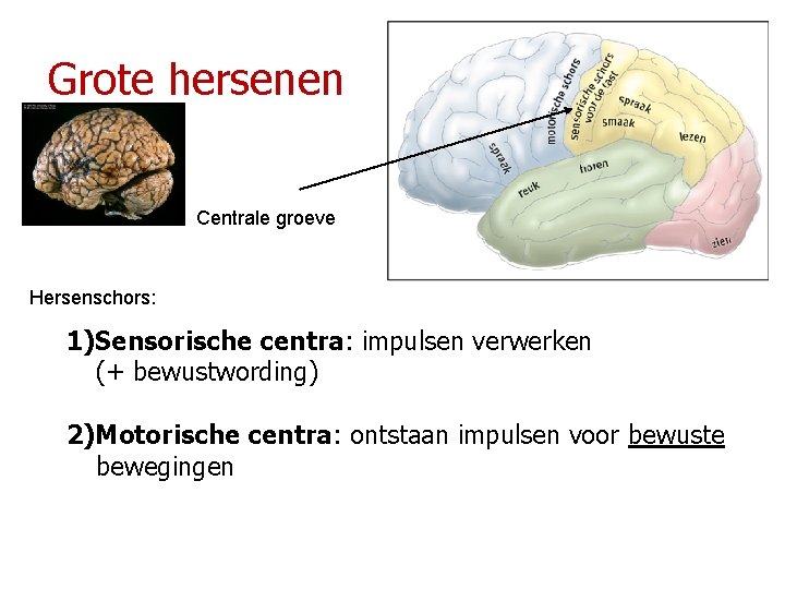 Grote hersenen Centrale groeve Hersenschors: 1)Sensorische centra: impulsen verwerken (+ bewustwording) 2)Motorische centra: ontstaan