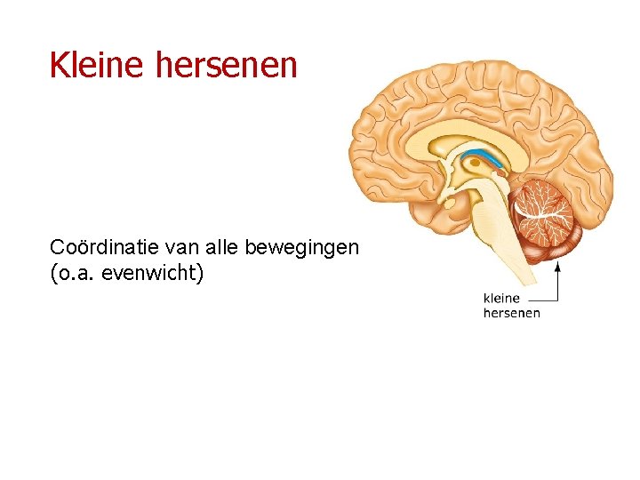 Kleine hersenen Coördinatie van alle bewegingen (o. a. evenwicht) 