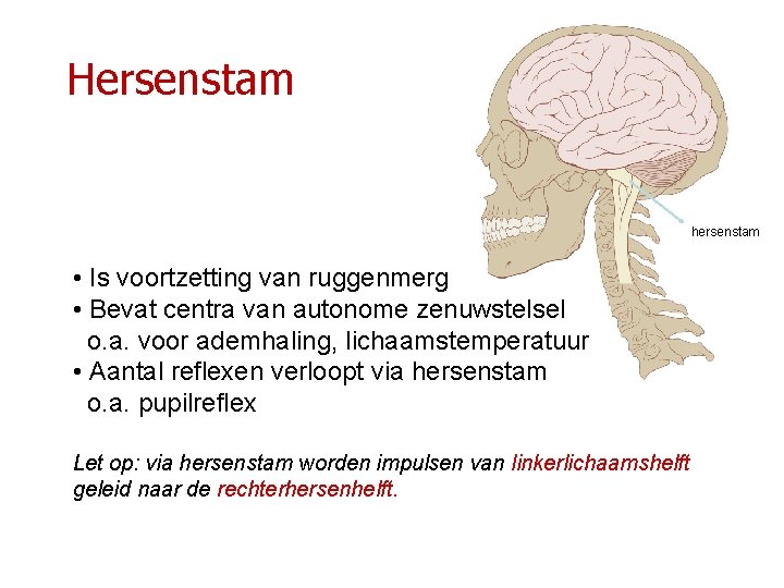 Hersenstam hersenstam • Is voortzetting van ruggenmerg • Bevat centra van autonome zenuwstelsel o.