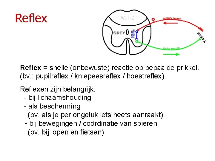 Reflex = snelle (onbewuste) reactie op bepaalde prikkel. (bv. : pupilreflex / kniepeesreflex /