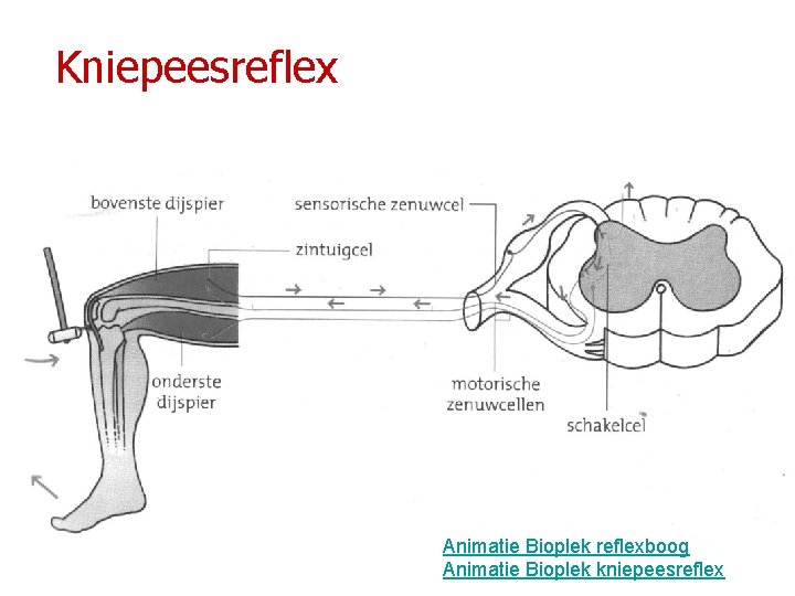 Kniepeesreflex Animatie Bioplek reflexboog Animatie Bioplek kniepeesreflex 