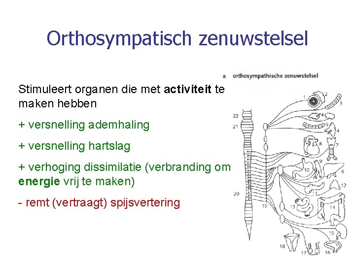 Orthosympatisch zenuwstelsel Stimuleert organen die met activiteit te maken hebben + versnelling ademhaling +