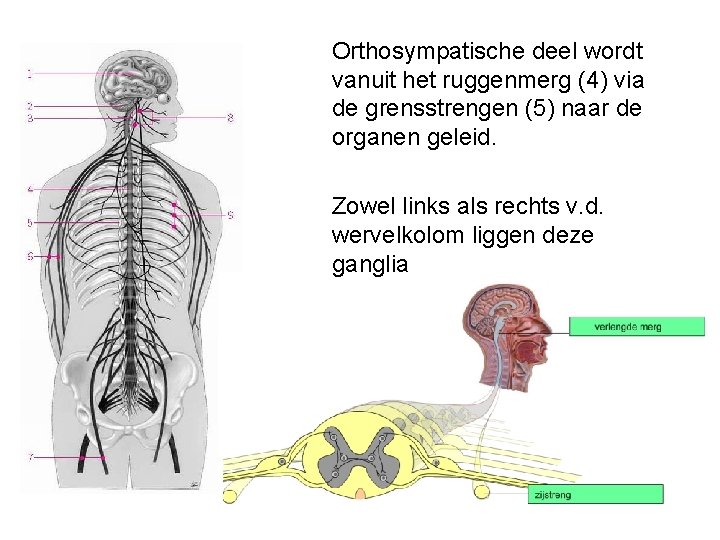 Orthosympatische deel wordt vanuit het ruggenmerg (4) via de grensstrengen (5) naar de organen