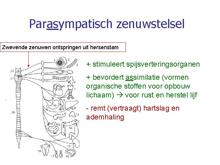 Parasympatisch zenuwstelsel Zwevende zenuwen ontspringen uit hersenstam + stimuleert spijsverteringsorganen + bevordert assimilatie (vormen