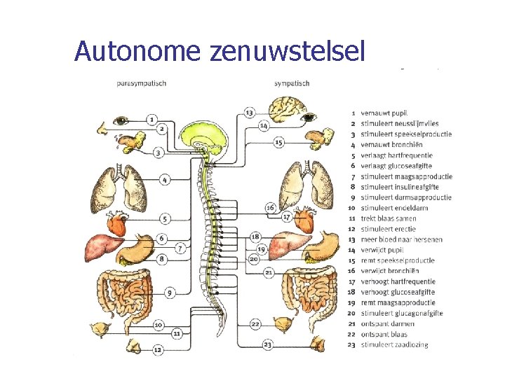Autonome zenuwstelsel 