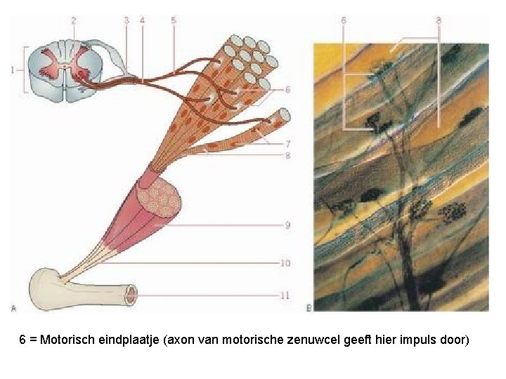 6 = Motorisch eindplaatje (axon van motorische zenuwcel geeft hier impuls door) 