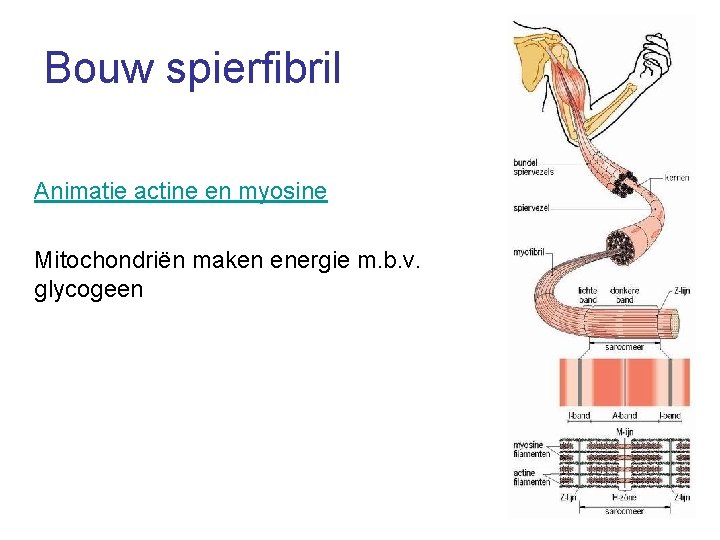 Bouw spierfibril Animatie actine en myosine Mitochondriën maken energie m. b. v. glycogeen 