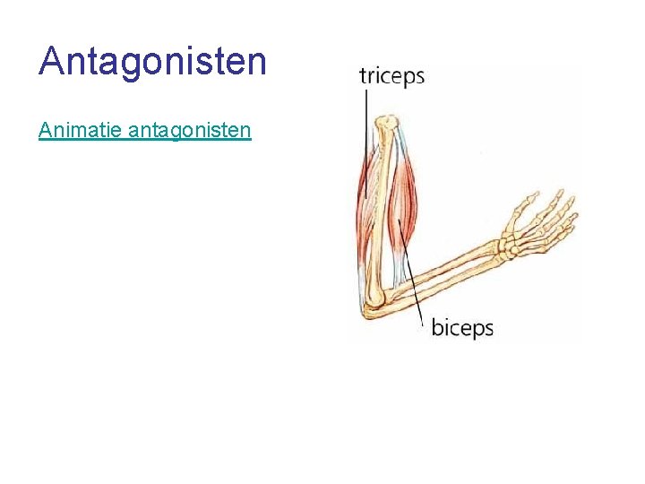 Antagonisten Animatie antagonisten 