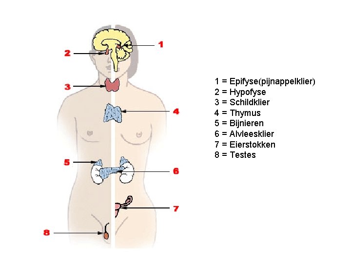 1 = Epifyse(pijnappelklier) 2 = Hypofyse 3 = Schildklier 4 = Thymus 5 =