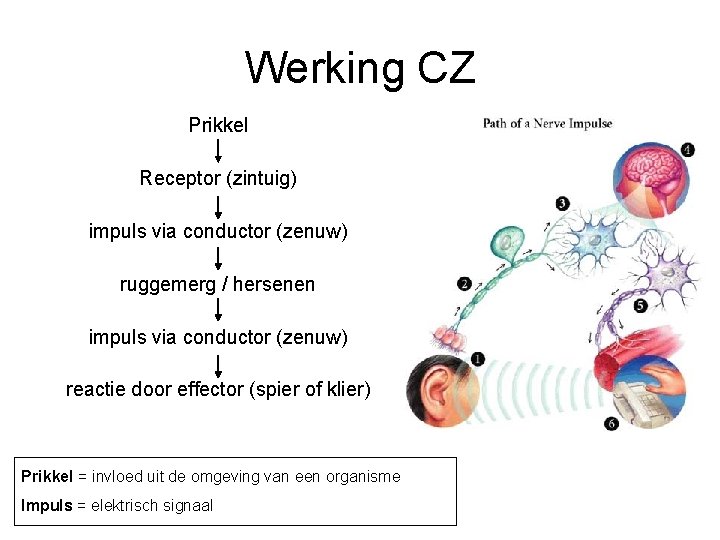 Werking CZ Prikkel Receptor (zintuig) impuls via conductor (zenuw) ruggemerg / hersenen impuls via