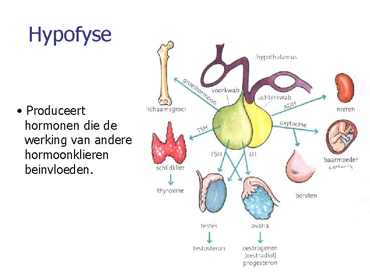 Hypofyse • Produceert hormonen die de werking van andere hormoonklieren beinvloeden. 