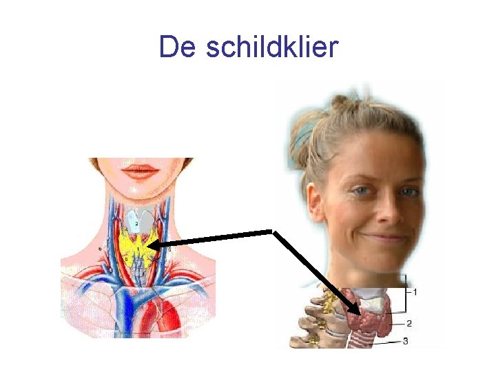 De schildklier 