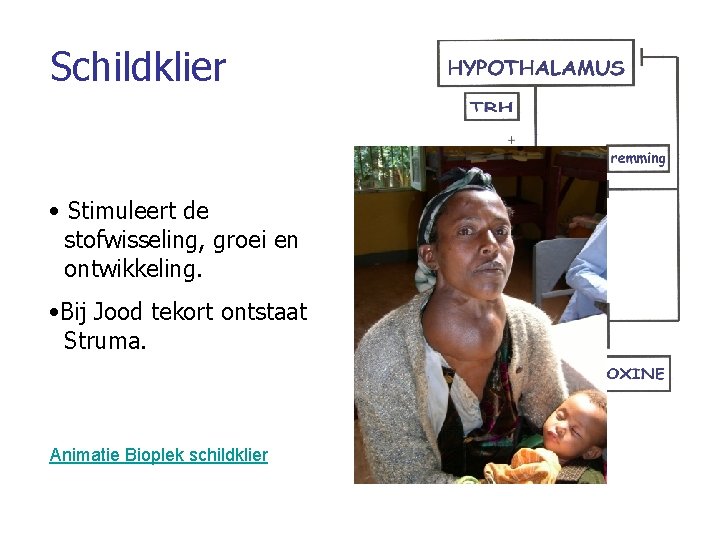 Schildklier • Stimuleert de stofwisseling, groei en ontwikkeling. • Bij Jood tekort ontstaat Struma.