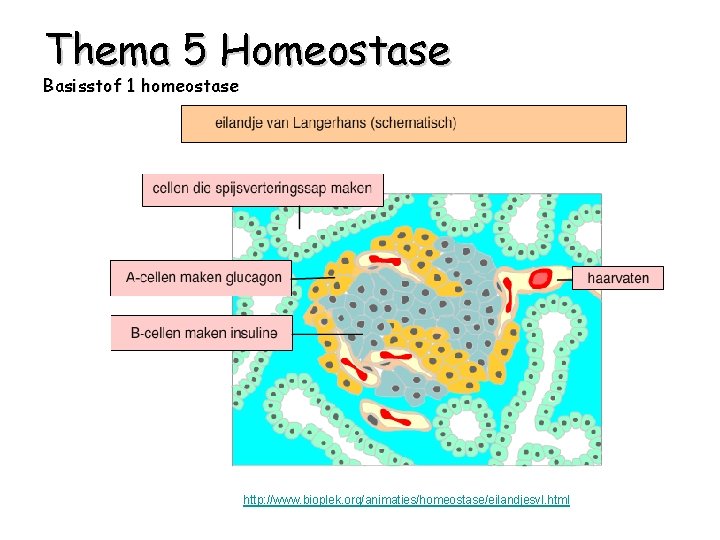 Thema 5 Homeostase Basisstof 1 homeostase http: //www. bioplek. org/animaties/homeostase/eilandjesvl. html 