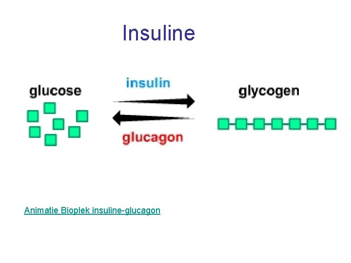 Insuline Animatie Bioplek insuline-glucagon 