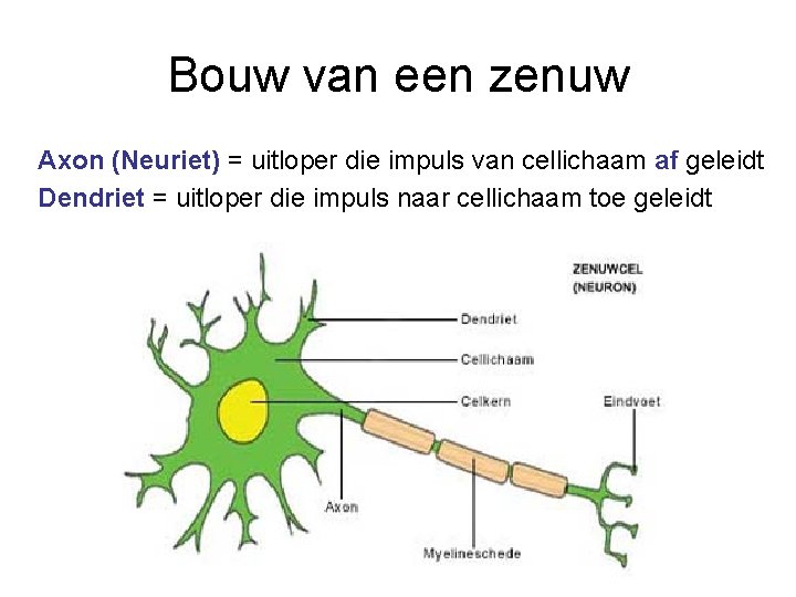 Bouw van een zenuw Axon (Neuriet) = uitloper die impuls van cellichaam af geleidt