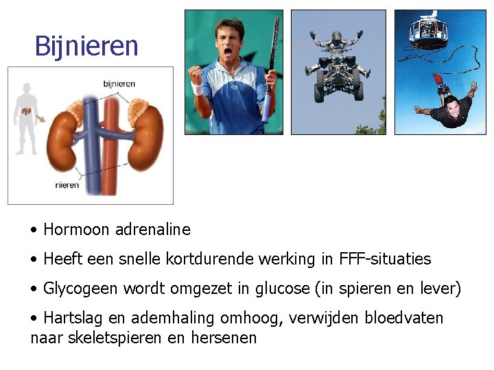 Bijnieren • Hormoon adrenaline • Heeft een snelle kortdurende werking in FFF-situaties • Glycogeen