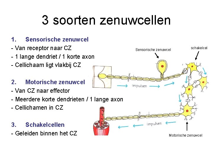 3 soorten zenuwcellen 1. Sensorische zenuwcel - Van receptor naar CZ - 1 lange