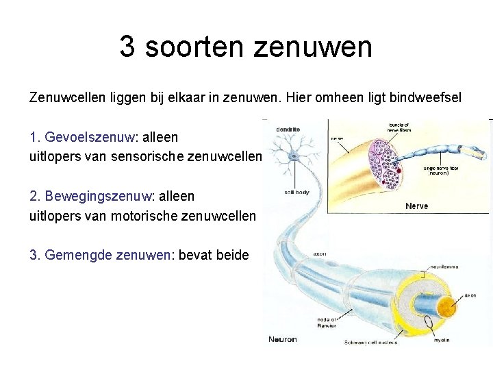 3 soorten zenuwen Zenuwcellen liggen bij elkaar in zenuwen. Hier omheen ligt bindweefsel 1.