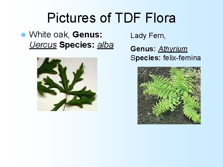 Pictures of TDF Flora l White oak, Genus: Uercus Species: alba Lady Fern, Genus: