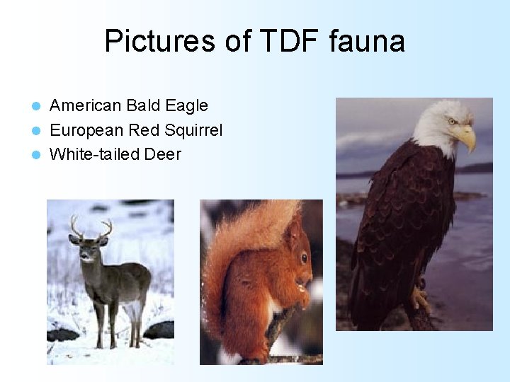Pictures of TDF fauna American Bald Eagle l European Red Squirrel l White-tailed Deer