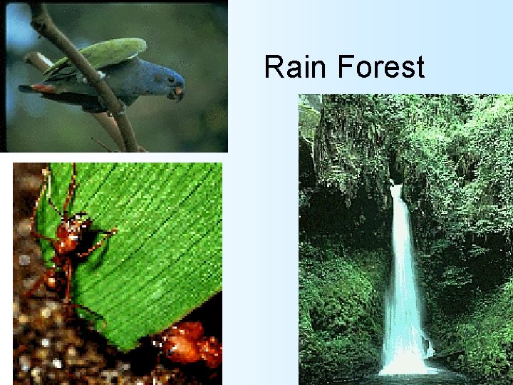 Rain Forest 