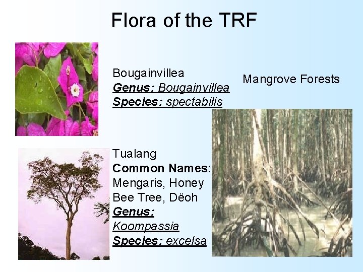 Flora of the TRF Bougainvillea Genus: Bougainvillea Species: spectabilis Tualang Common Names: Mengaris, Honey