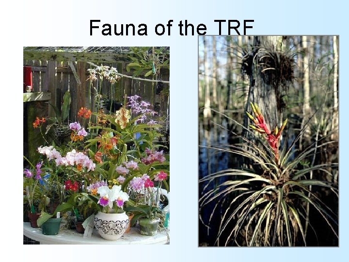 Fauna of the TRF 