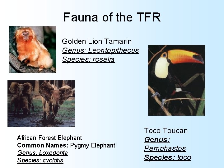 Fauna of the TFR Golden Lion Tamarin Genus: Leontopithecus Species: rosalia African Forest Elephant