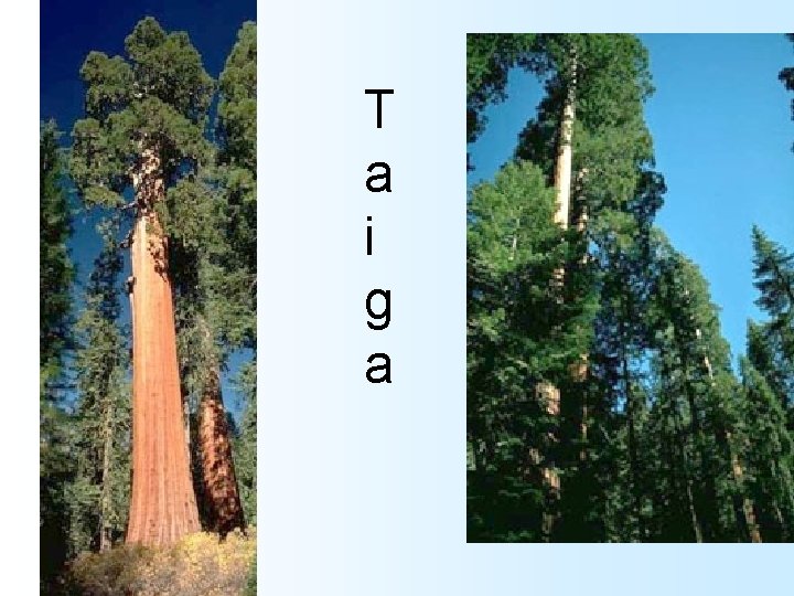 T a i g a 