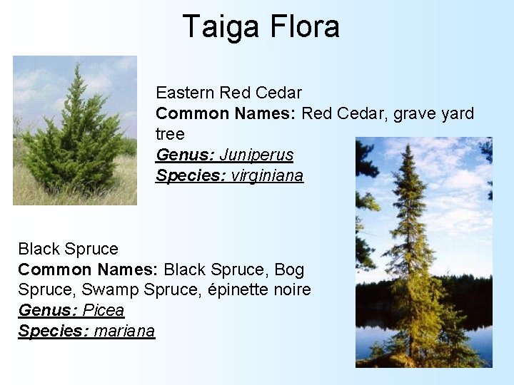 Taiga Flora Eastern Red Cedar Common Names: Red Cedar, grave yard tree Genus: Juniperus