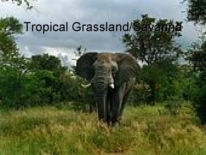 Tropical Grassland/Savanna 