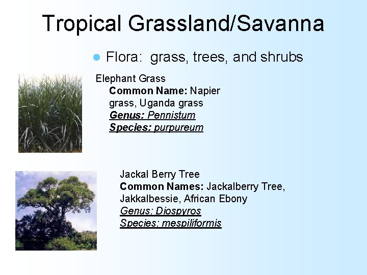 Tropical Grassland/Savanna l Flora: grass, trees, and shrubs Elephant Grass Common Name: Napier grass,