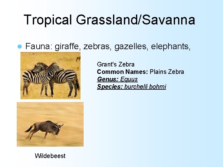 Tropical Grassland/Savanna l Fauna: giraffe, zebras, gazelles, elephants, wildebeests Grant's Zebra Common Names: Plains