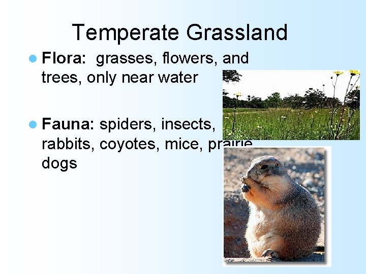 Temperate Grassland l Flora: grasses, flowers, and trees, only near water l Fauna: spiders,
