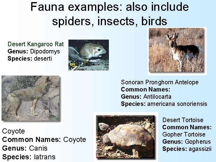 Fauna examples: also include spiders, insects, birds Desert Kangaroo Rat Genus: Dipodomys Species: deserti