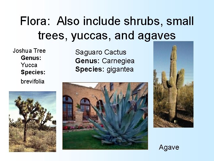 Flora: Also include shrubs, small trees, yuccas, and agaves Joshua Tree Genus: Yucca Species: