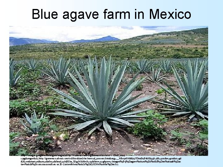 Blue agave farm in Mexico http: //images. google. com/imgres? imgurl=http: //z. about. com/d/gomexico/1/0/n/0/-/-/IMG_60191. jpg&imgrefurl=http: